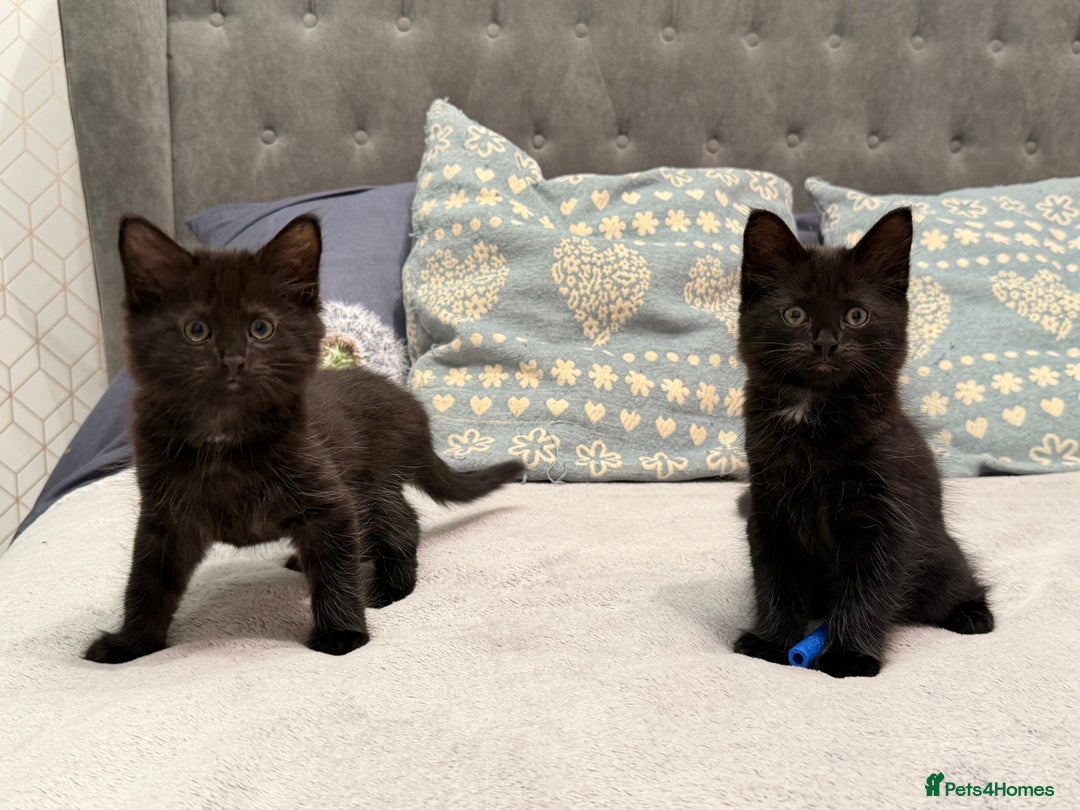 Mixed Breed cats for sale: Two gorgeous kittens looking for a loving home  - Image 2