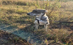 Mixed Breed dogs for adoption: ROXANA - a Sweet & young Girl - for a Loving Home - Advert 8