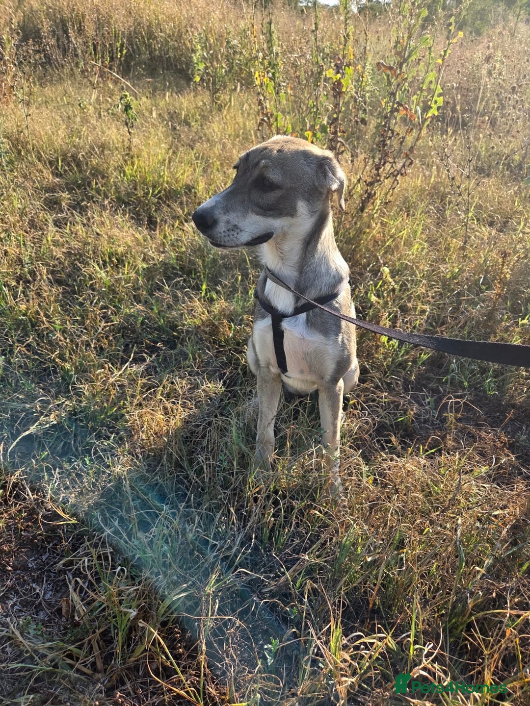 Mixed Breed dogs for adoption: ROXANA - a Sweet & young Girl - for a Loving Home - Advert 8