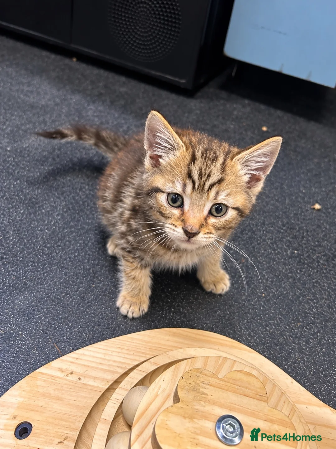 Mixed Breed cats for sale: 🐾 6 Beautiful Tabby x British Shorthair Kittens - Advert 10