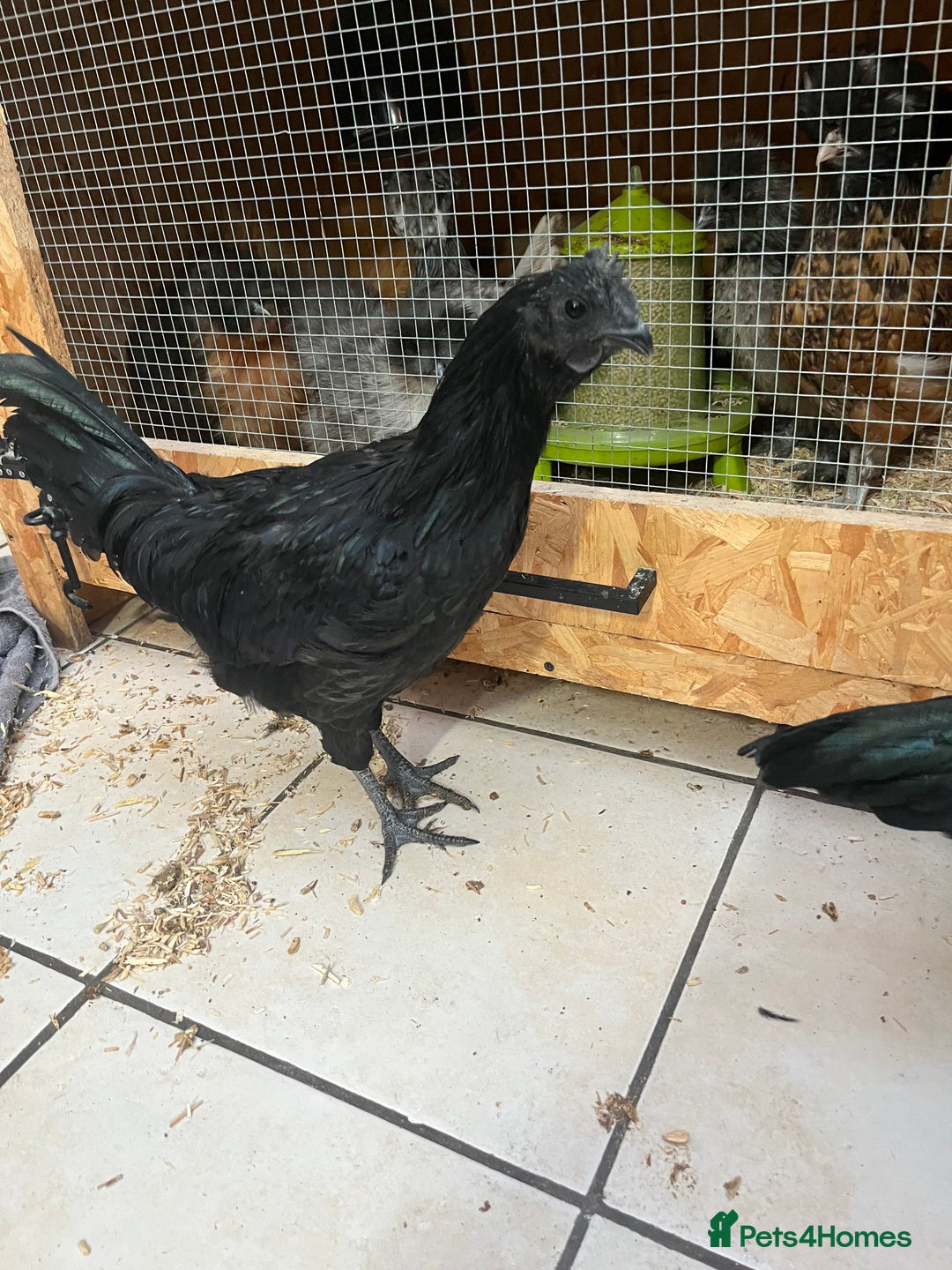 Mixed Breed poultry for sale: Indian runner ducklings and Silkies  - Advert 20