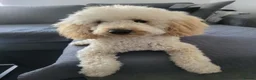 Toy Poodle dogs for stud: Caramel - Advert 1