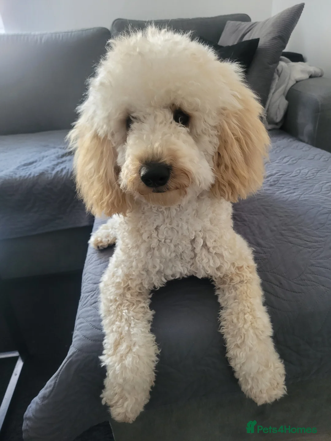 Toy Poodle dogs for stud: Caramel - Advert 1