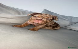 English Bulldog dogs for sale: English bulldog for sale - Image 5