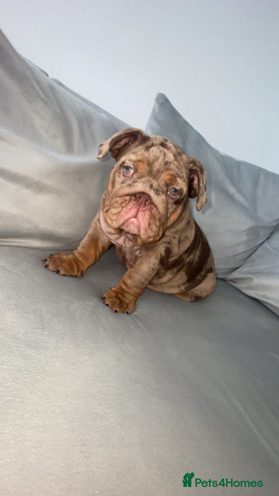 English Bulldog dogs for sale: English bulldog for sale - Image 5