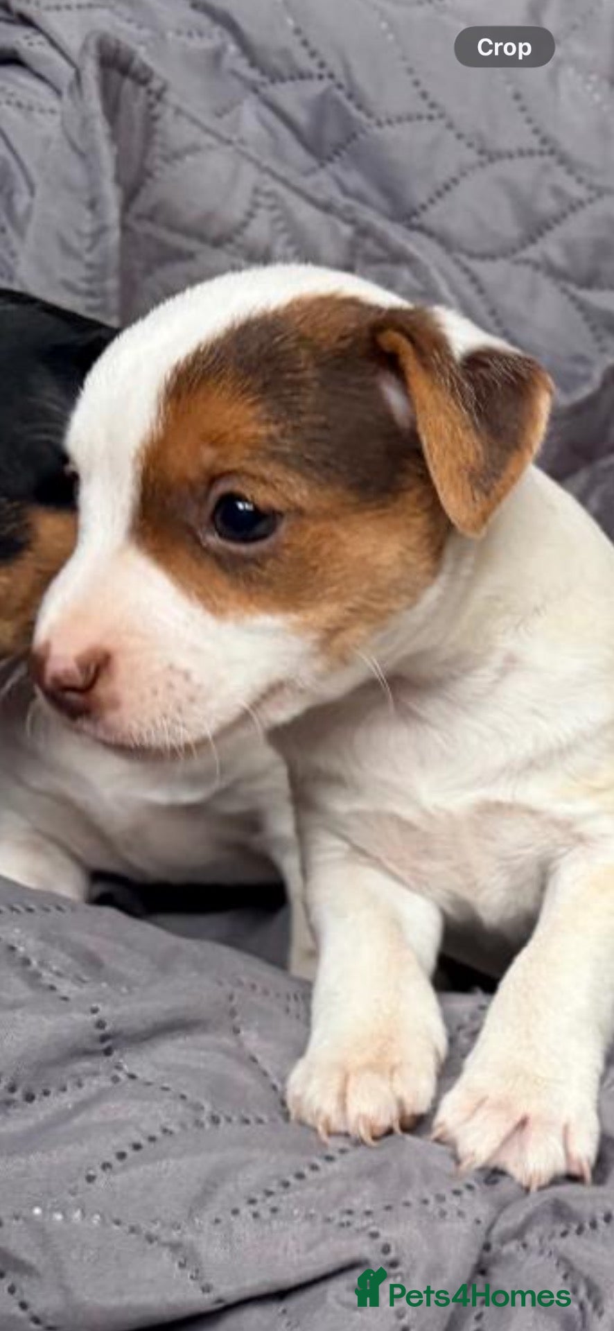 Jack Russell dogs for sale: Jack Russell  - Advert 1