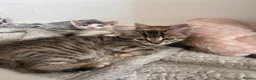 Mixed Breed cats for sale: Adorable kittens for sale in Basildon - Advert 2