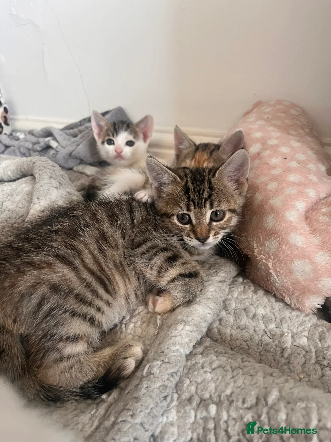 Mixed Breed cats for sale: Adorable kittens for sale in Basildon - Advert 2