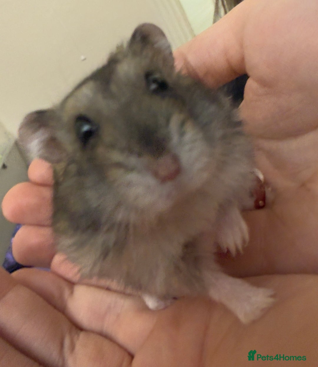 Hamster rodents for sale: Hamsters & full setups  - Advert 2