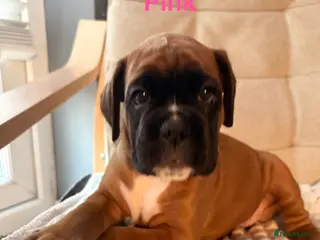 Boxer dogs Beautiful Red Boxer Puppies - Royal Kennel Club - Advert 15