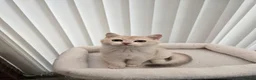 British Shorthair cats for sale: Blue golden chinchila! READY TO GO! - Advert 20