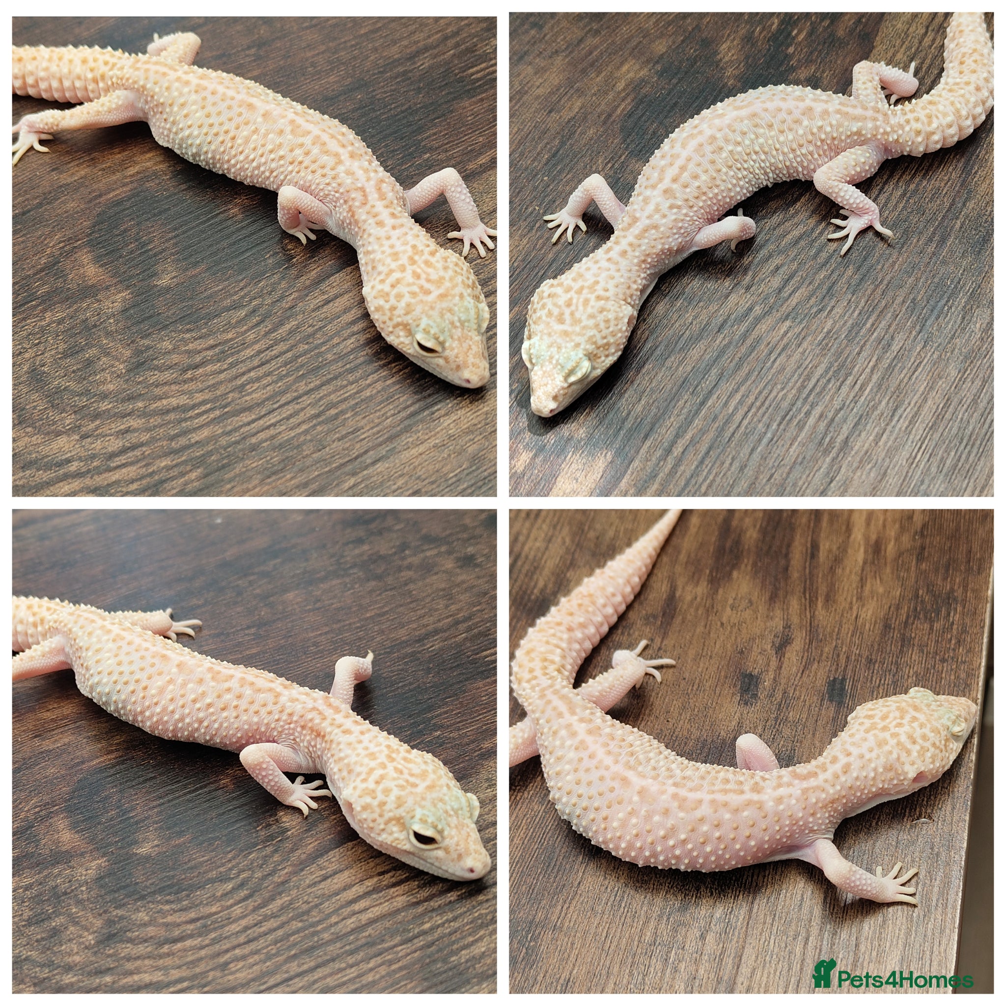 Gecko reptiles Leopard Gecko female  - Advert 20