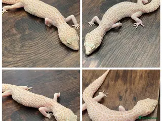 Gecko reptiles Leopard Gecko female - Advert 20