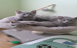 Russian Blue cats for sale: TICA 5* Pedigree Russian Blue Kittens - Image 10