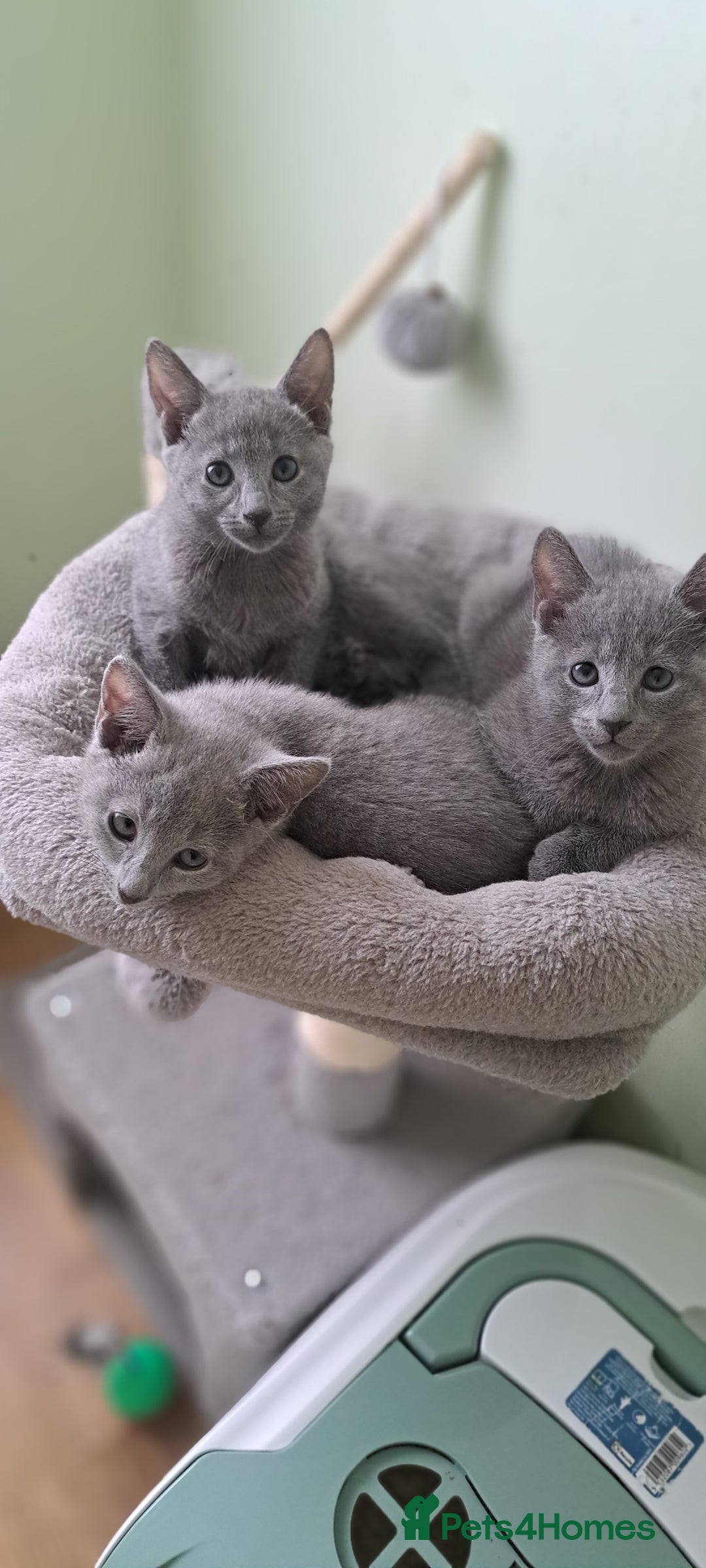 Russian Blue cats for sale: TICA 5* Pedigree Russian Blue Kittens - Image 10