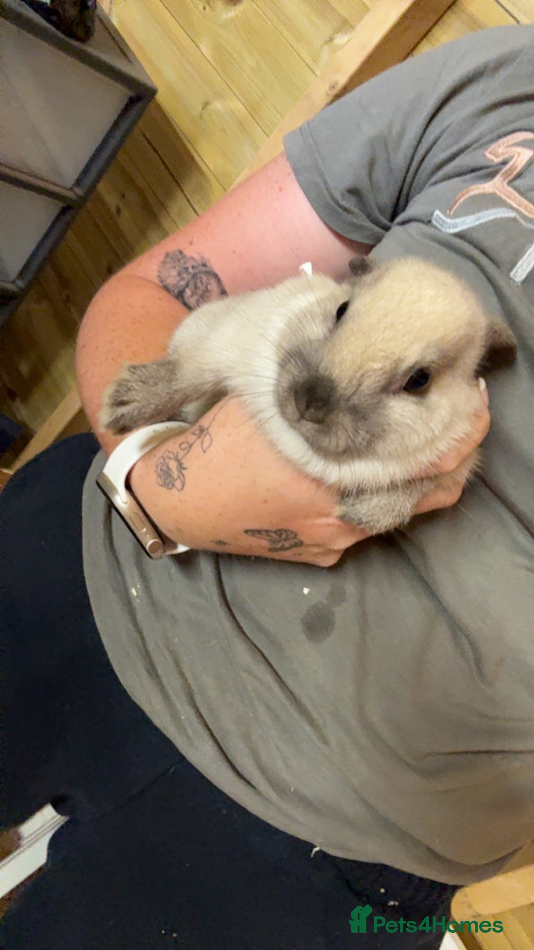 Mini Lop rabbits for sale: 2 little does🩷 - Image 5