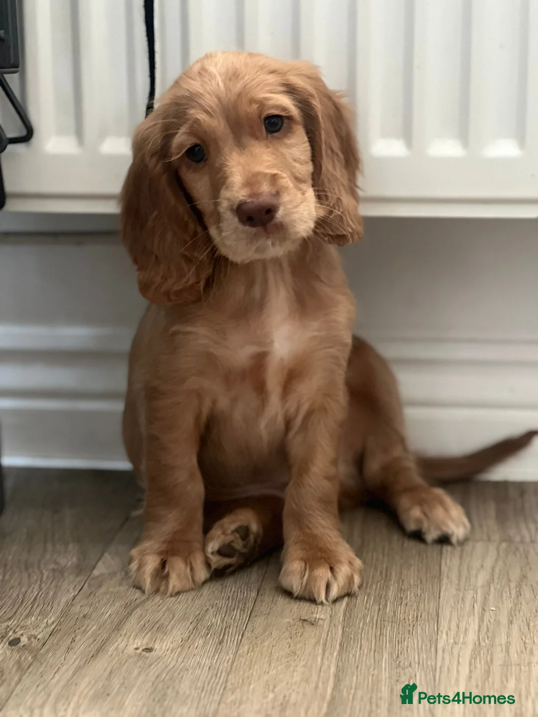 Sprocker dogs for sale: Sprocker Pups | Ready to leave next week  - Advert 2