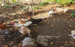 Chickens poultry for sale: Mixed flock of chickens - Image 4