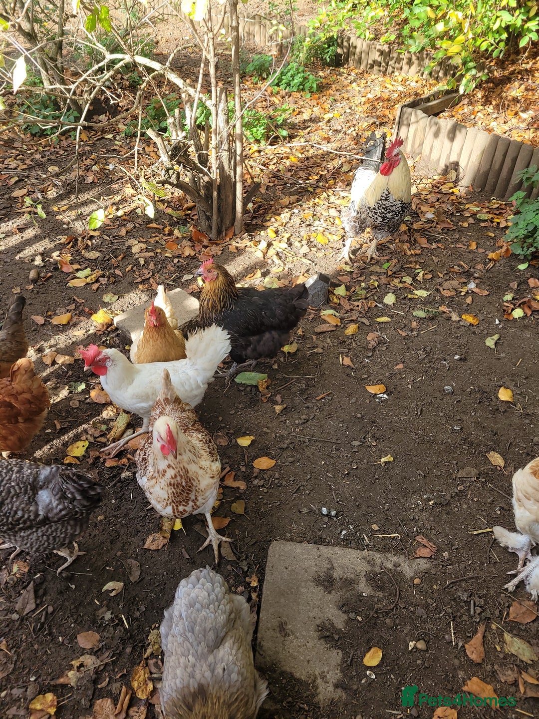 Chickens poultry for sale: Mixed flock of chickens - Image 4