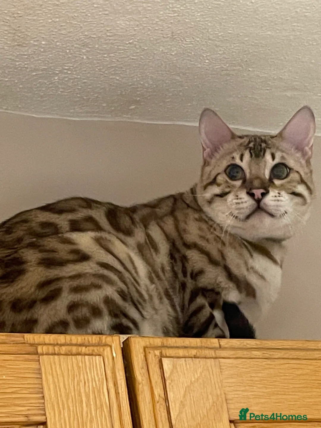 Bengal cats for sale: Outstanding pedigree Bengals - Advert 15
