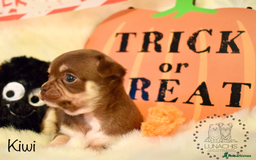 Chihuahua dogs for sale: Stunning chihuahua puppies - Image 6