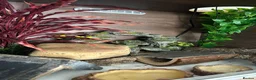 Leopard Gecko reptiles for sale: Young Leopard Gecko plus full vicarious set up in York - Advert 5