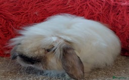Mini Lop rabbits for sale: Vaccinated minilop cash buck  & doe  - Image 5