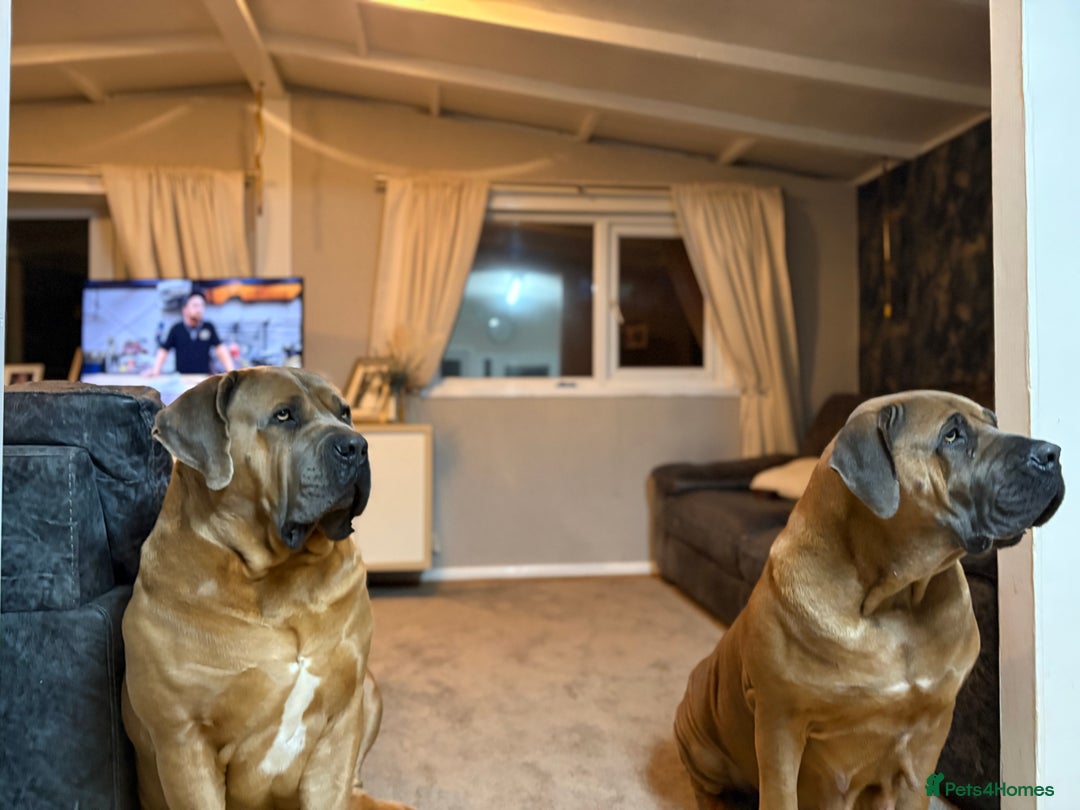 Boerboel dogs for sale: QUALITY NABBR REGISTERED PUPS!  - Advert 11