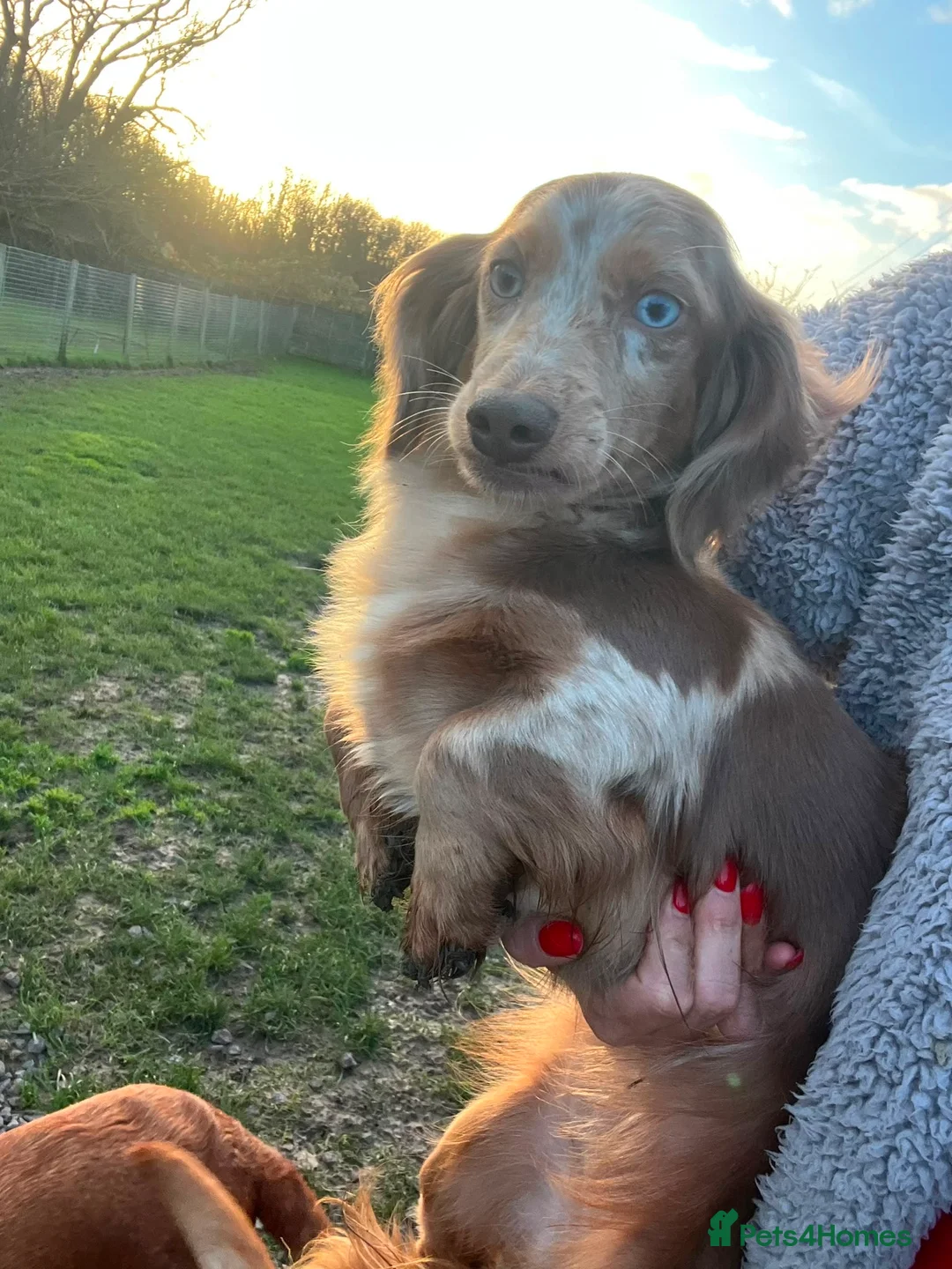 Miniature Dachshund dogs for sale:  Long haired dapple girl  - Advert 1
