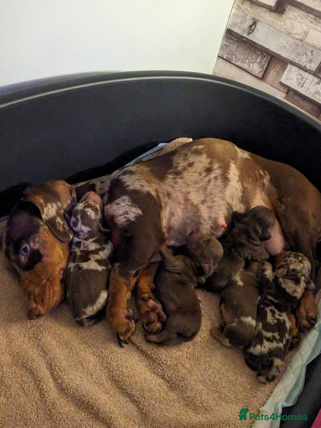 Dachshund dogs for stud: 3/4 dachshund for stud - Advert 3