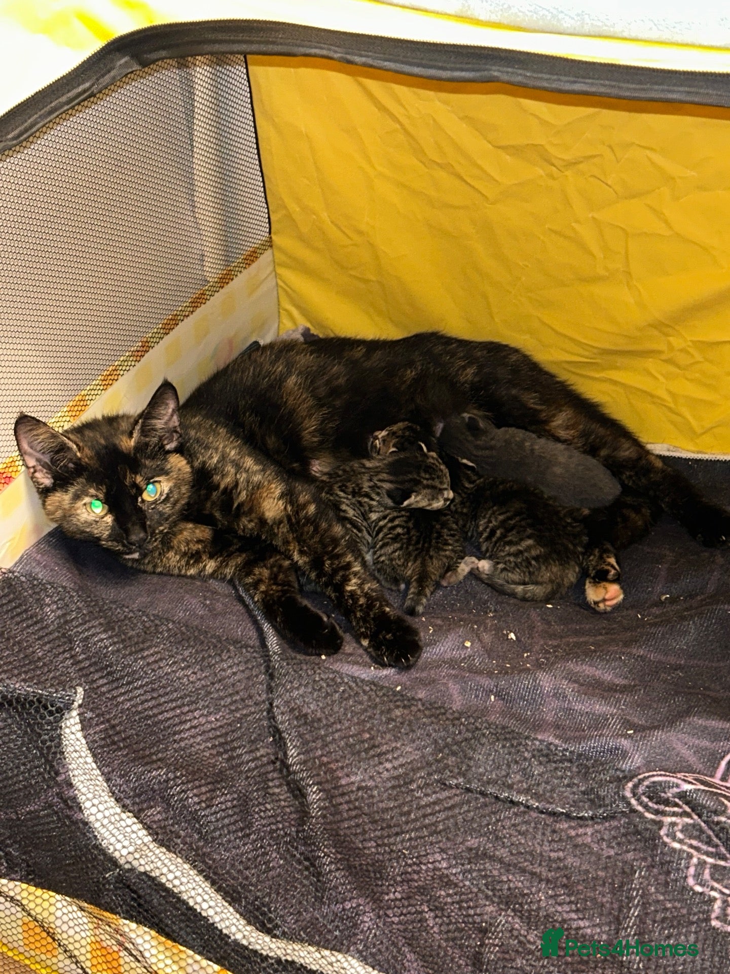Mixed Breed cats Two beautiful girls  - Advert 2
