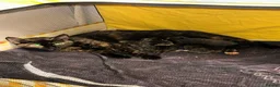 Mixed Breed cats for sale: Two beautiful girls  - Advert 1