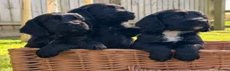 Cocker Spaniel dogs for sale: Working cocker spaniel puppies - Advert 15
