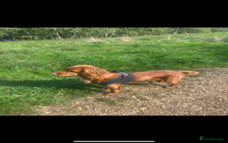 Mixed Breed dogs for sale: KC COCKER X MINI COLLIE PUPS  - Advert 15