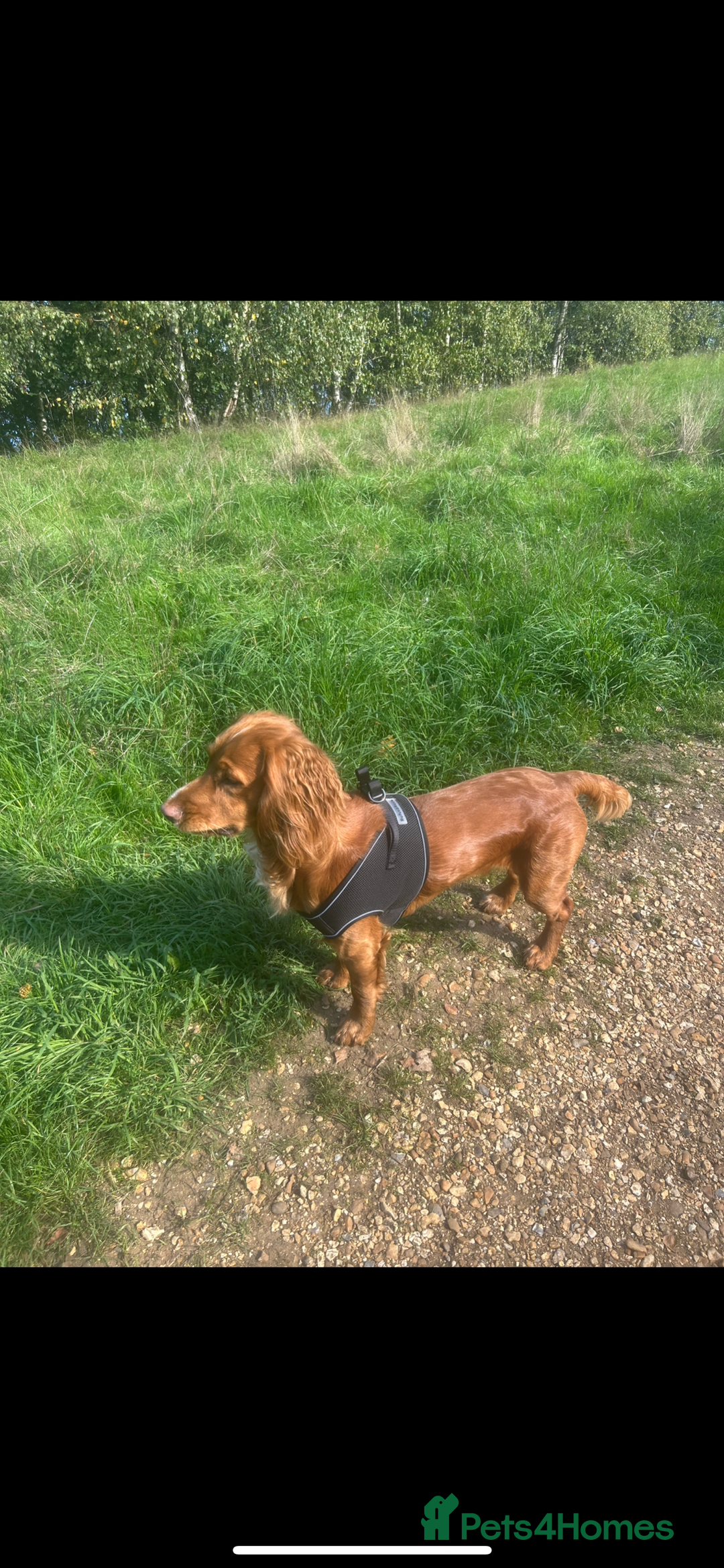 Mixed Breed dogs for sale: KC COCKER X MINI COLLIE PUPS  - Advert 15