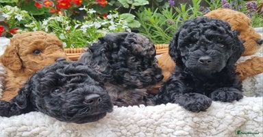 Miniature Poodle dogs - Advert 16