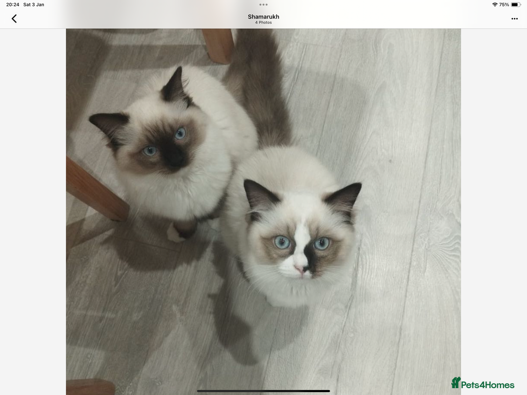 Ragdoll cats for sale: 🎀Beautiful Ragdoll kittens (Tica reg)🎀 - Advert 4