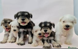 Miniature Schnauzer dogs for sale: Purebred Miniature Schnauzer Puppies - Image 1
