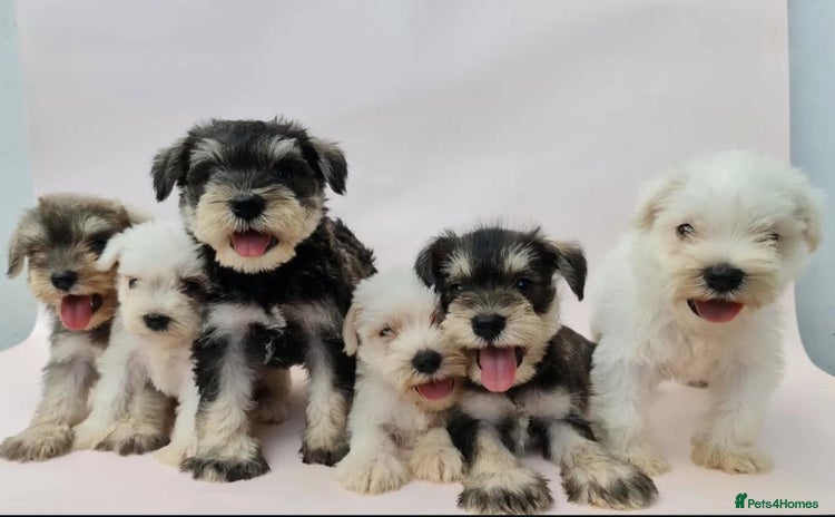 Miniature Schnauzer dogs - Advert 1