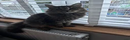 Mixed Breed cats for sale: 1 male kitten  in Clevedon - Advert 5