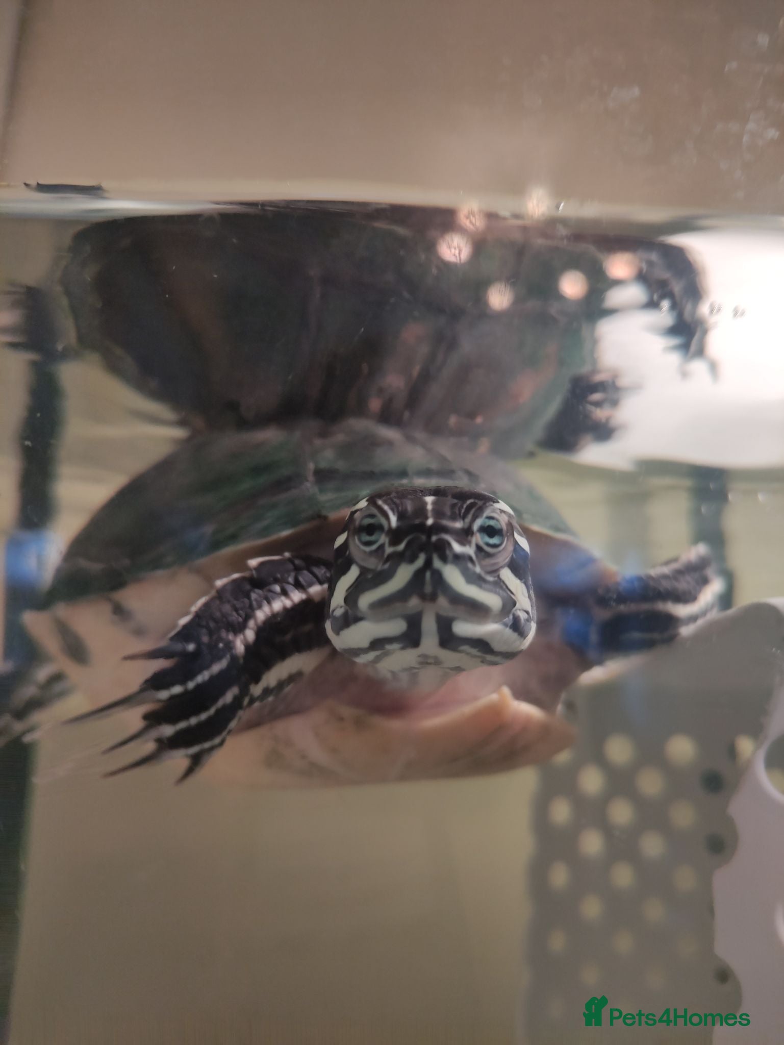 Turtle reptiles George the Turtle )  - Advert 1