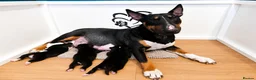 English Bull Terrier dogs for sale: 3 Beautiful English Bull Terrier Puppies  - Advert 4