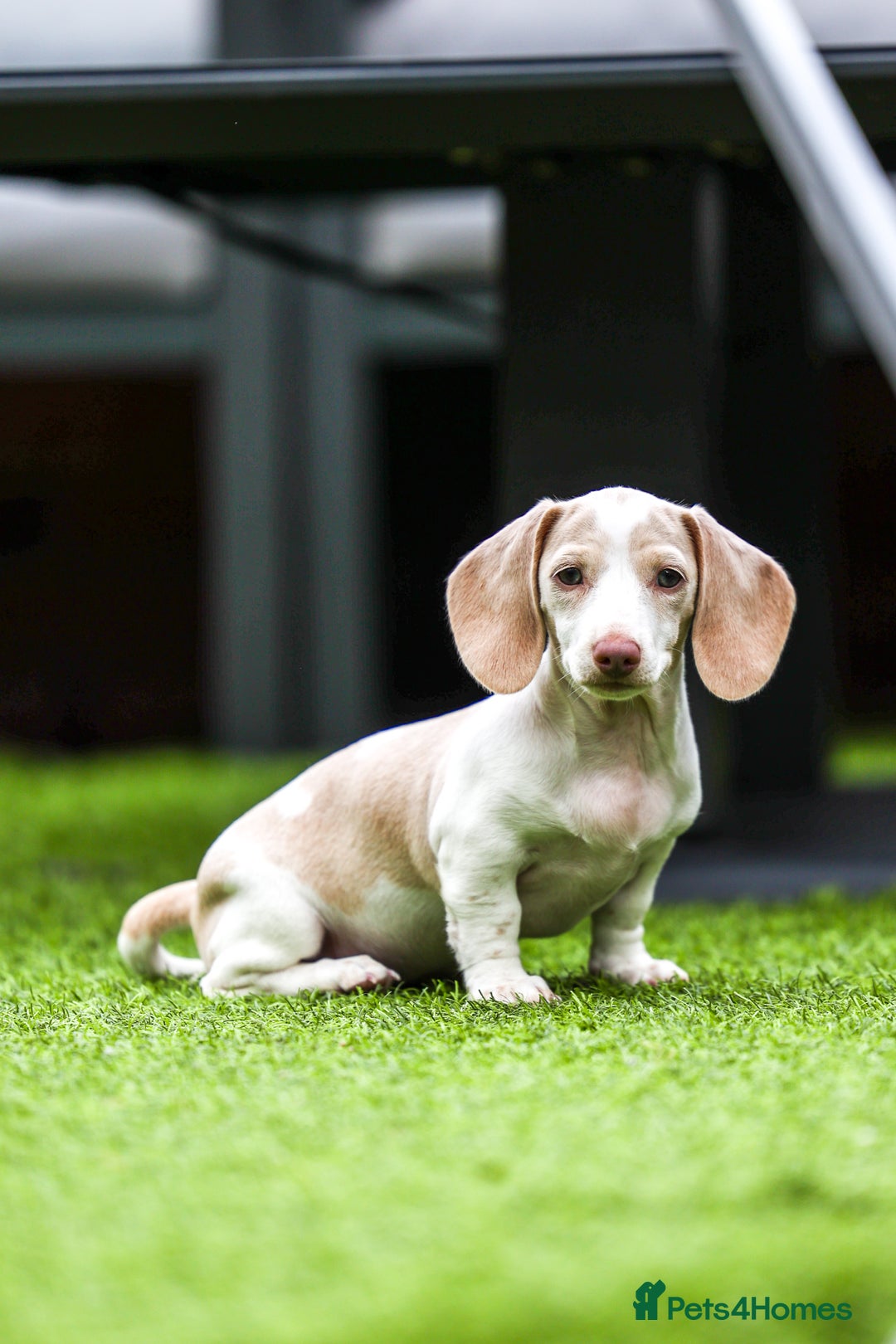 Miniature Dachshund dogs for sale: Miniature cream dachshund - Image 21