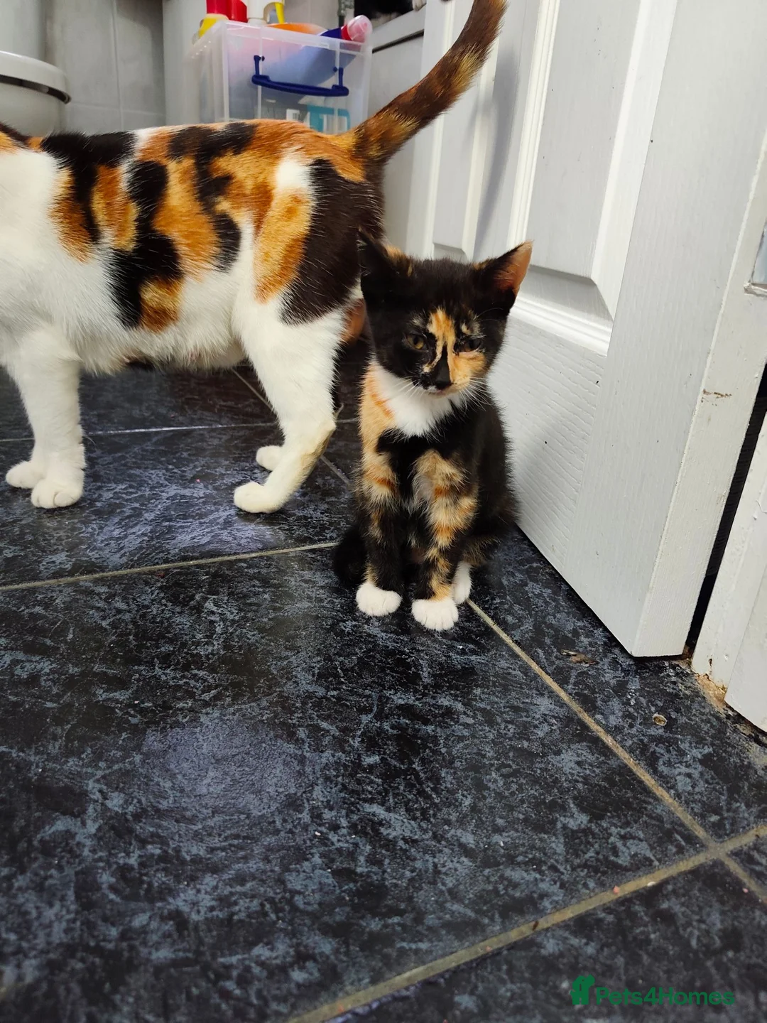 Mixed Breed cats for sale: 6 Adorable Kittens Looking for Loving Homes in Gravesend - Advert 2