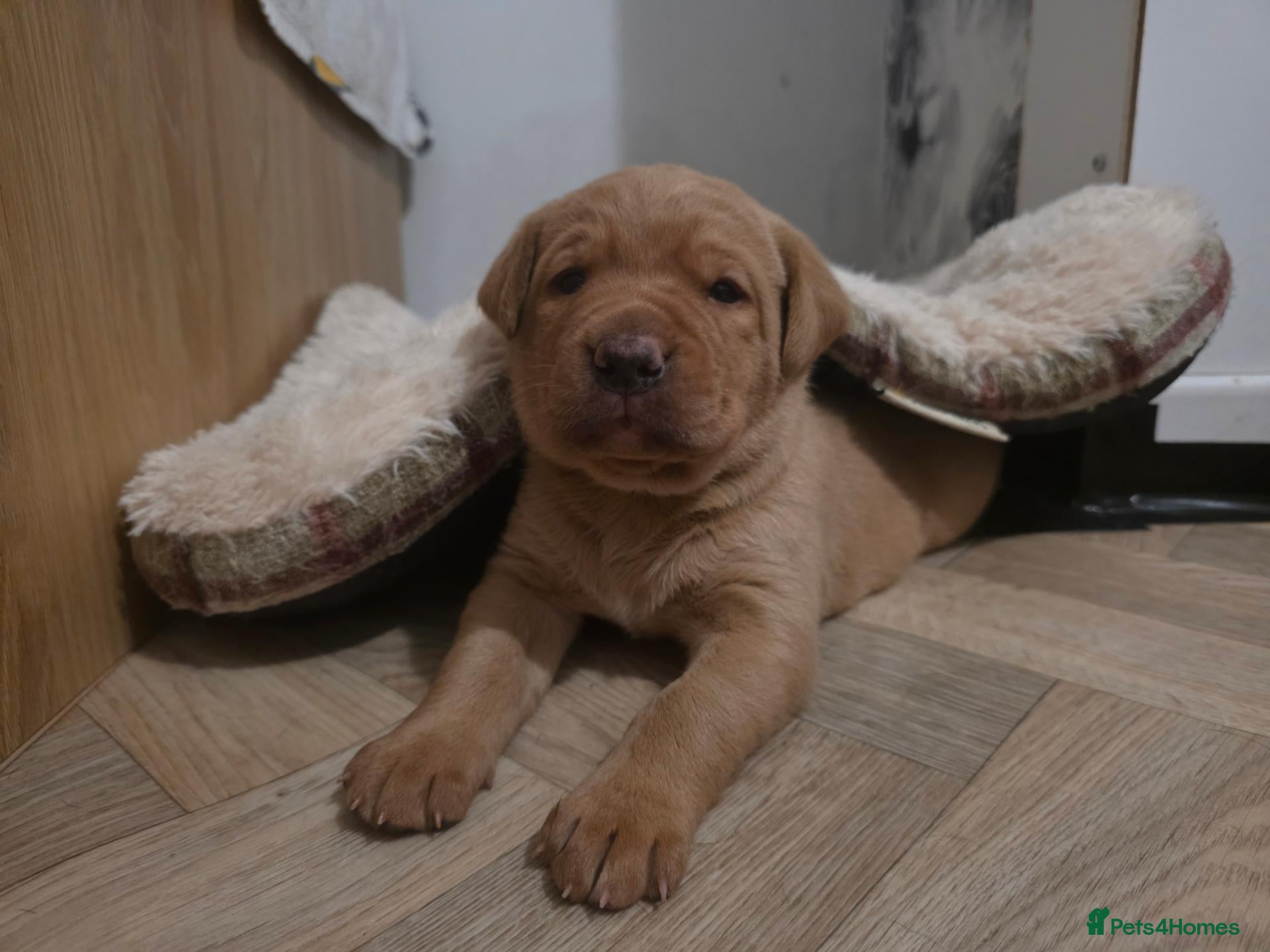 Mixed Breed dogs Golden / Fox Red Labrastaff × Labrador Puppies 🐾 - Advert 2