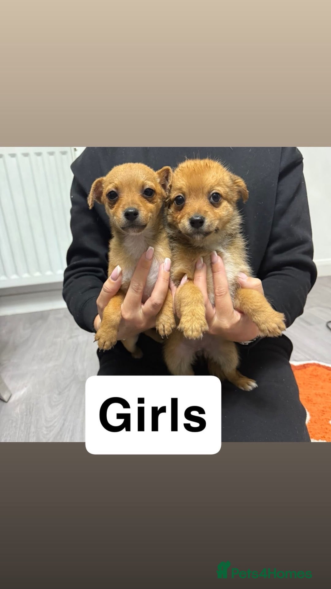 Mixed Breed dogs 4 LEFT Norfolk terrier x Pomeranians READY NOW  - Advert 2