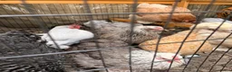 Chickens poultry for sale: Brahma gold patridge, black patridge, pekin bantam - Advert 3