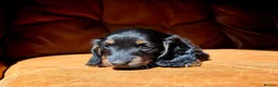 Miniature Dachshund dogs for sale: Stunning Longhaired Mini Dachshund Boys.  - Advert 9
