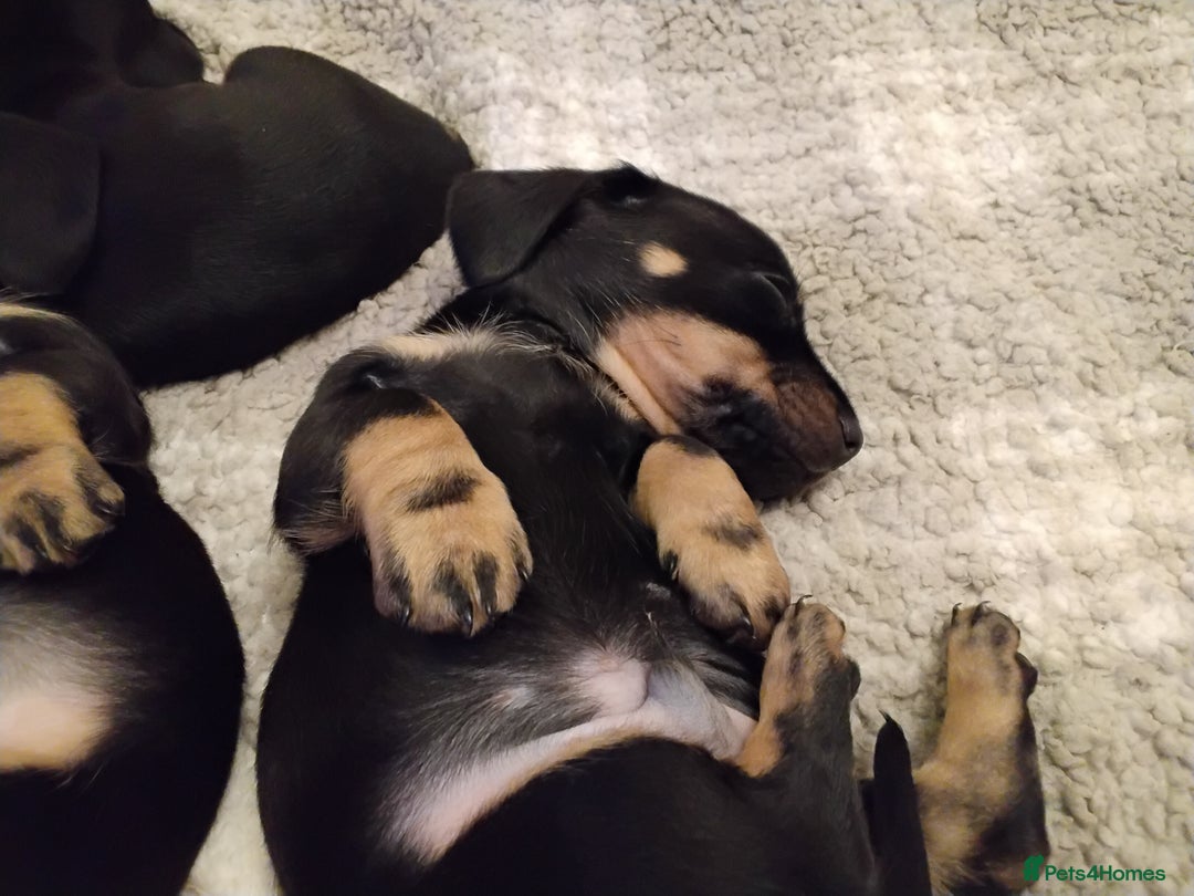 Miniature Dachshund dogs for sale: Miniature dachshund puppies - Advert 32