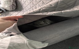 Scottish Fold cats for sale: Scottish straight cats - Advert 4